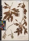 Foto von Salix cinerea L. x Salix lapponum L.
